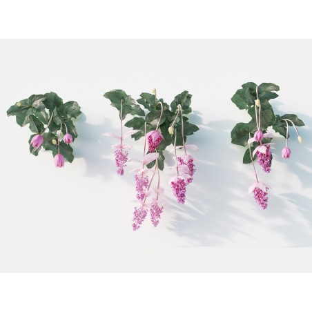 Price: €4.5 - Medinillen Samen (Medinilla magnifica) -