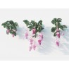 Price: €4.5 - Semillas de Medinila (Medinilla magnifica) - 