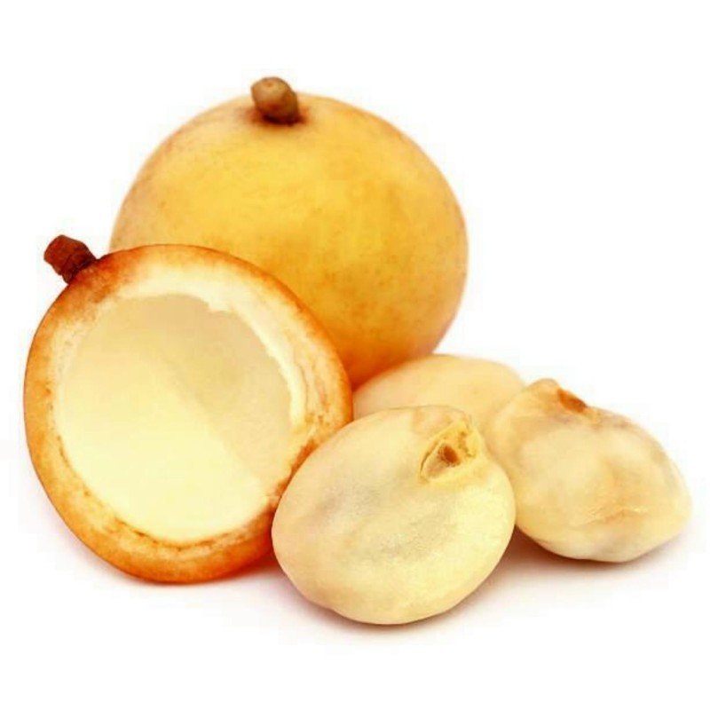 Burmese Grape Samen (Baccaurea ramiflora)