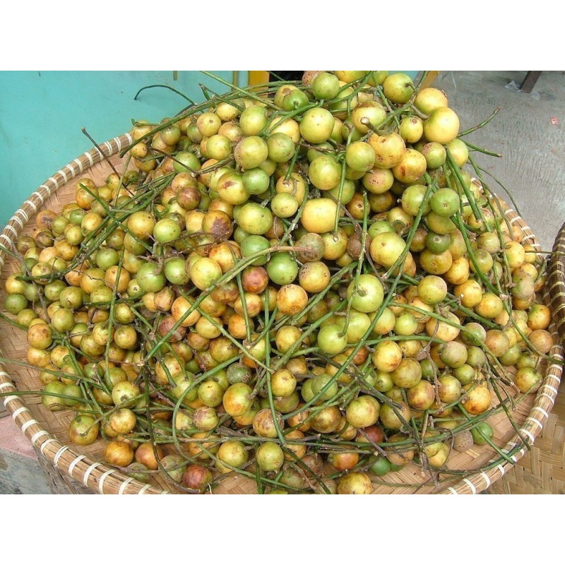 Burmese Grape Samen (Baccaurea ramiflora)