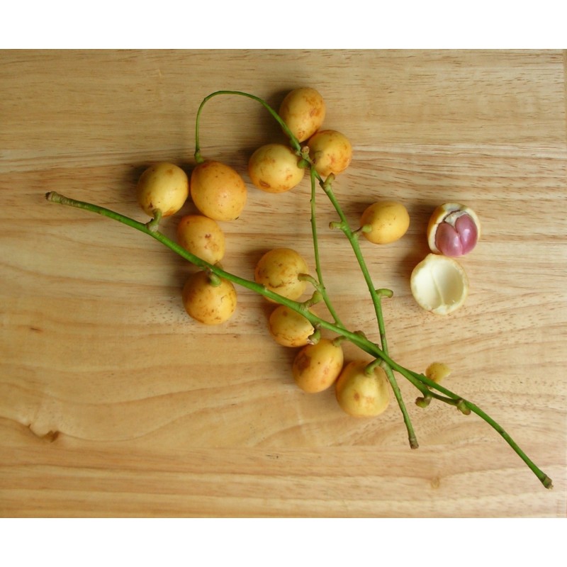 Burmese Grape Samen (Baccaurea ramiflora)