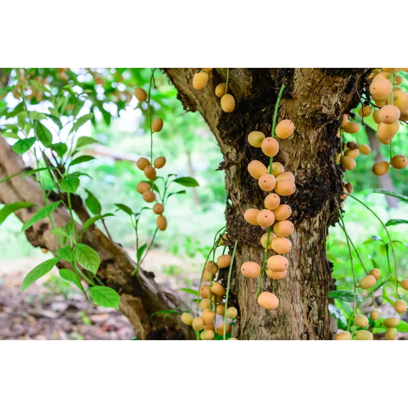 Sementes de Muda de Mafai (Baccaurea ramiflora) | 4,95 € 🌳🌼🌸🌿🌱🍉