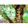 Burmese Grape Samen (Baccaurea ramiflora)