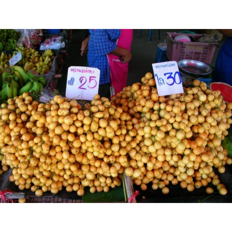 Burmese Grape Samen (Baccaurea ramiflora)