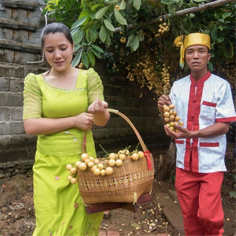 Burmese Grape Samen (Baccaurea ramiflora)