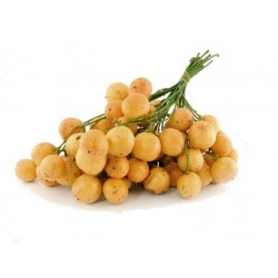 Price: €4.95 - Burmansko groždje Seme (Baccaurea ramiflora) - 