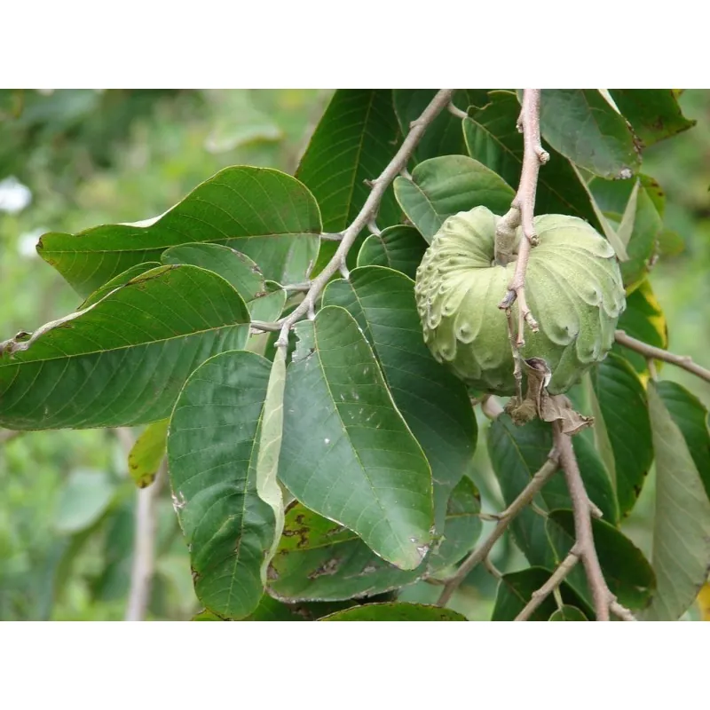 Cherimoya, Zucker Apfel Samen (Annona cherimola)