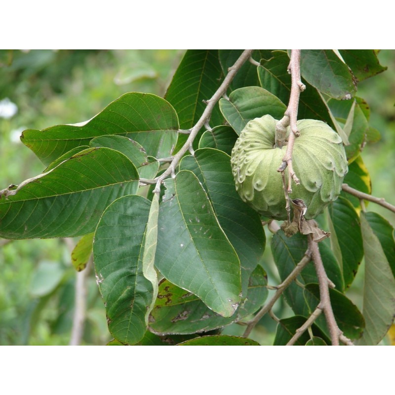 Price: €4.25 - Semi di Cirimoia (Annona cherimola) - 