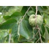 Price: €4.25 - Σπόροι τσεριμόγια (Annona cherimola) - 