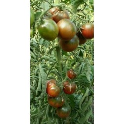 Gypsy Tomato Seeds