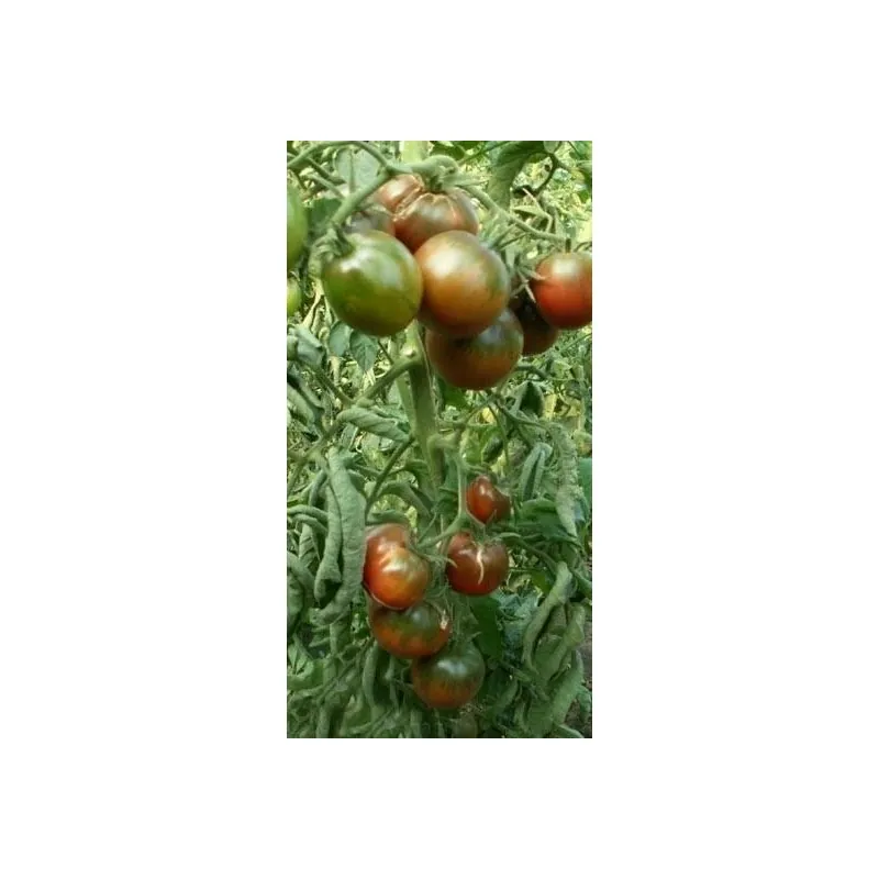 Graines de Tomate Gypsy