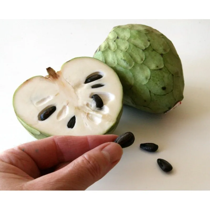Cherimoya, Zucker Apfel Samen (Annona cherimola)