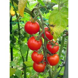 Sementes de tomate jardineiros Prazer - Gardeners Delight