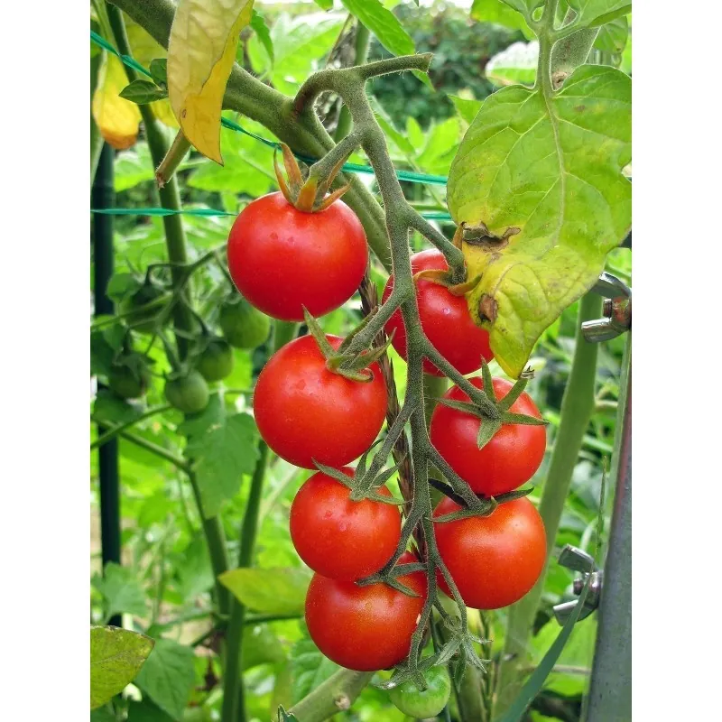 Gardeners Delight Paradajz Seme