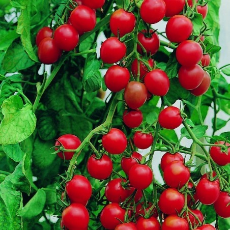 Price: €1.65 - Gardeners Delight Tomato -