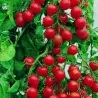 Grains de tomates Garden Delight