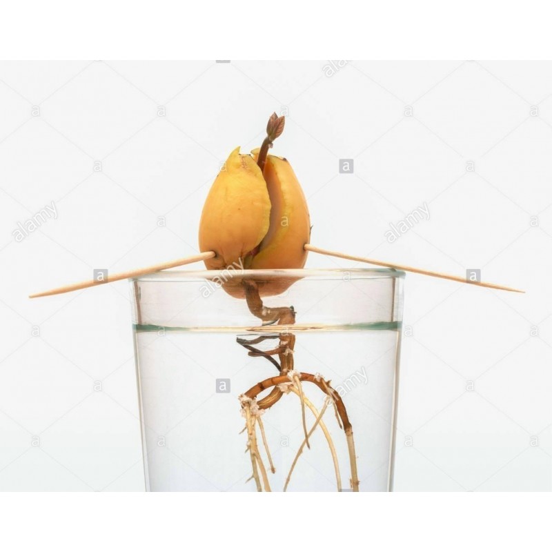Price: €7.95 - Black Avocado Seeds (Persea americana) - 