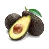 Price: €7.95 - Black Avocado Seeds (Persea americana) - 