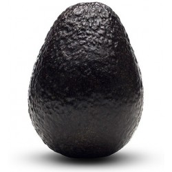 Price: €7.95 - Black Avocado Seeds (Persea americana) - 