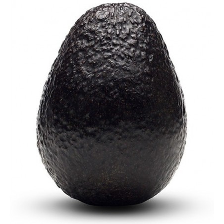 Price: €7.95 - Black Avocado Seeds (Persea americana) -