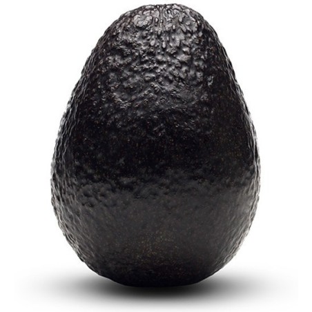 Schwarze Avocado Samen (Persea americana)