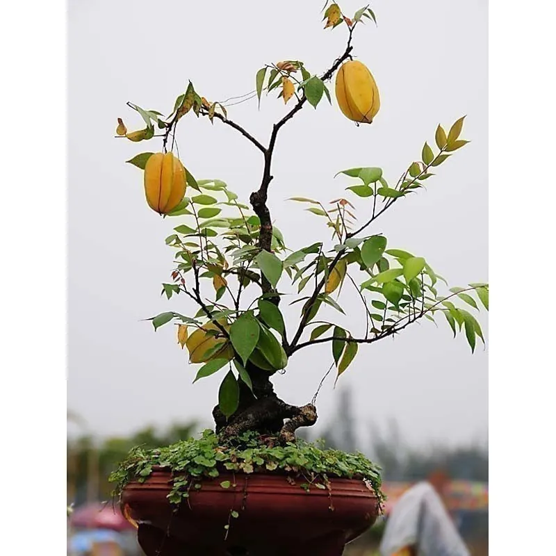 Graines Carambolier fruits exotiques