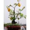 Price: €4 - Sementes de Carambola frutas exoticas - 