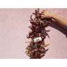 Price: €120 - "Vezanka" chile 4000 Semillas antigua variedad de Serbia - Seeds Gallery