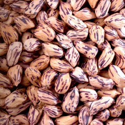 Sementes de Amendoim Tigre (Arachis hypogaea)