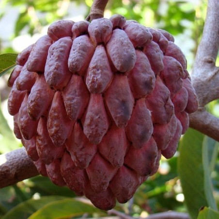 Price: €4.95 - Sementes de Cherimólia Vermelho RARO (Annona reticulata) -