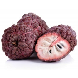 Price: €4.95 - Semillas de Cherimoya rojo RARO (Annona reticulata) - 