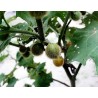 Price: €2.25 - Tarambulo - Hairy eggplant Seeds (Solanum ferox) - Unbranded