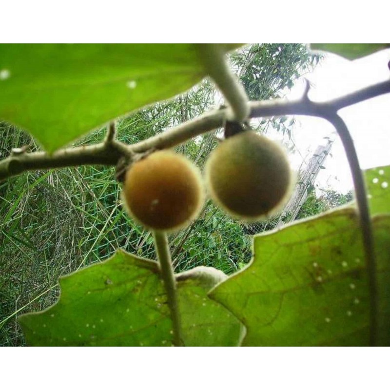 Price: €2.25 - Tarambulo - Hairy eggplant Seeds (Solanum ferox) - Unbranded