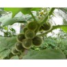 Price: €2.25 - Tarambulo - Hairy eggplant Seeds (Solanum ferox) - Unbranded