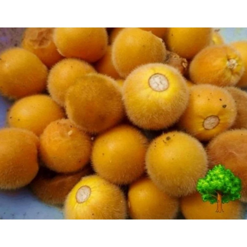 Price: €2.25 - Tarambulo - Hairy eggplant Seeds (Solanum ferox) - Unbranded