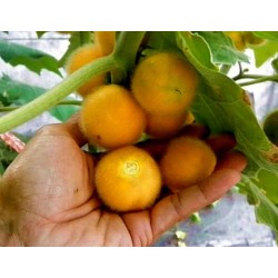Tarambulo - Dlakavi patlidžan Seme (Solanum ferox)