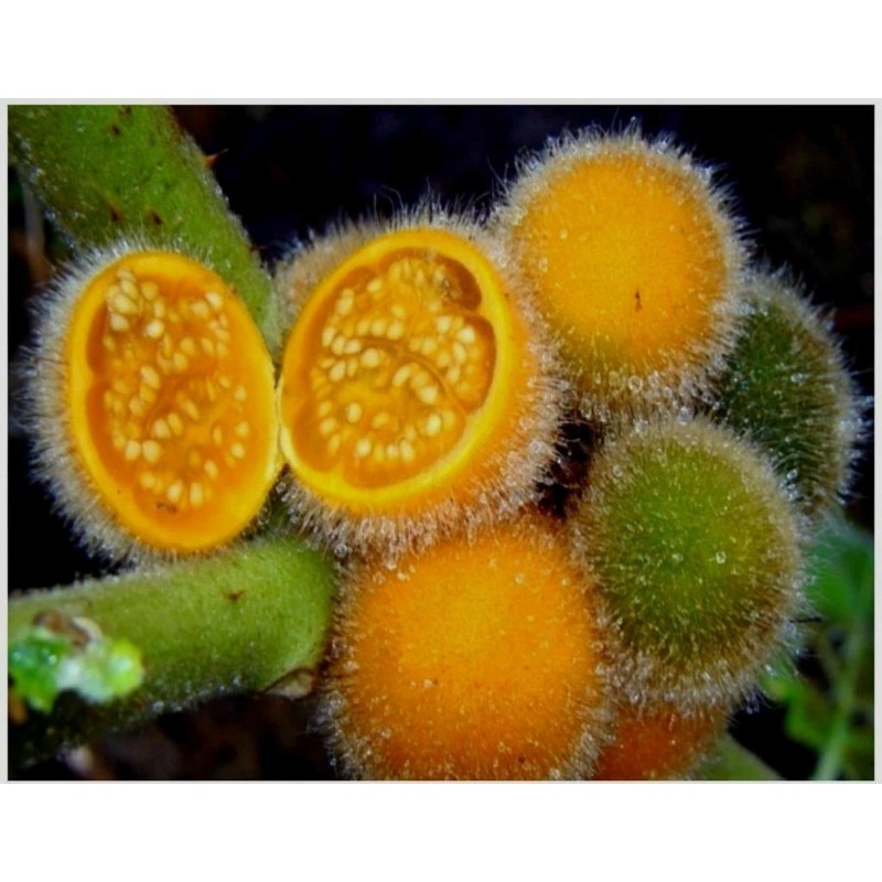 Price: €2.25 - Tarambulo - Hairy eggplant Seeds (Solanum ferox) - Unbranded