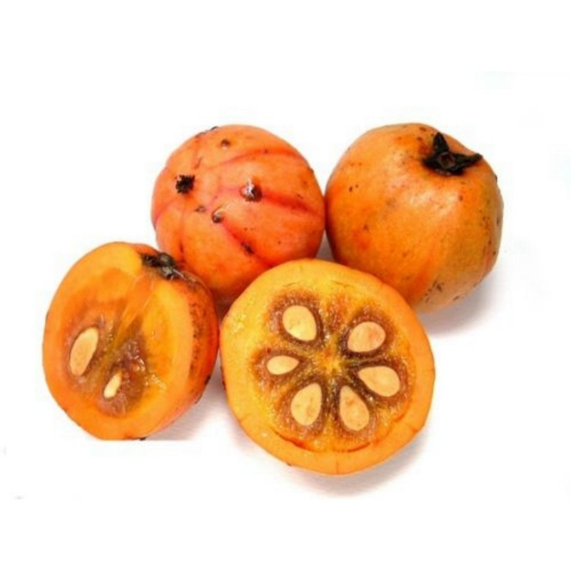 Samen Cowa Mangostan, Kandis (Garcinia cowa)