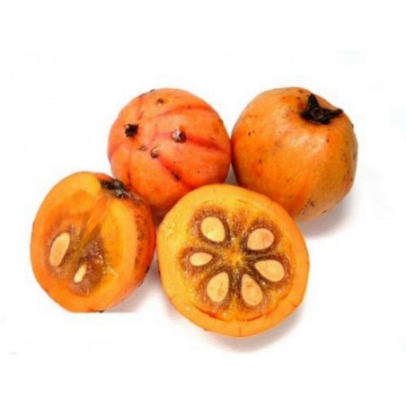 Price: €5.95 - Sementes Cowa mangostão, Kandis (Garcinia cowa) -