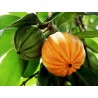 Price: €5.95 - Semillas de Cowa Mangostán, Kandis (Garcinia cowa) - 