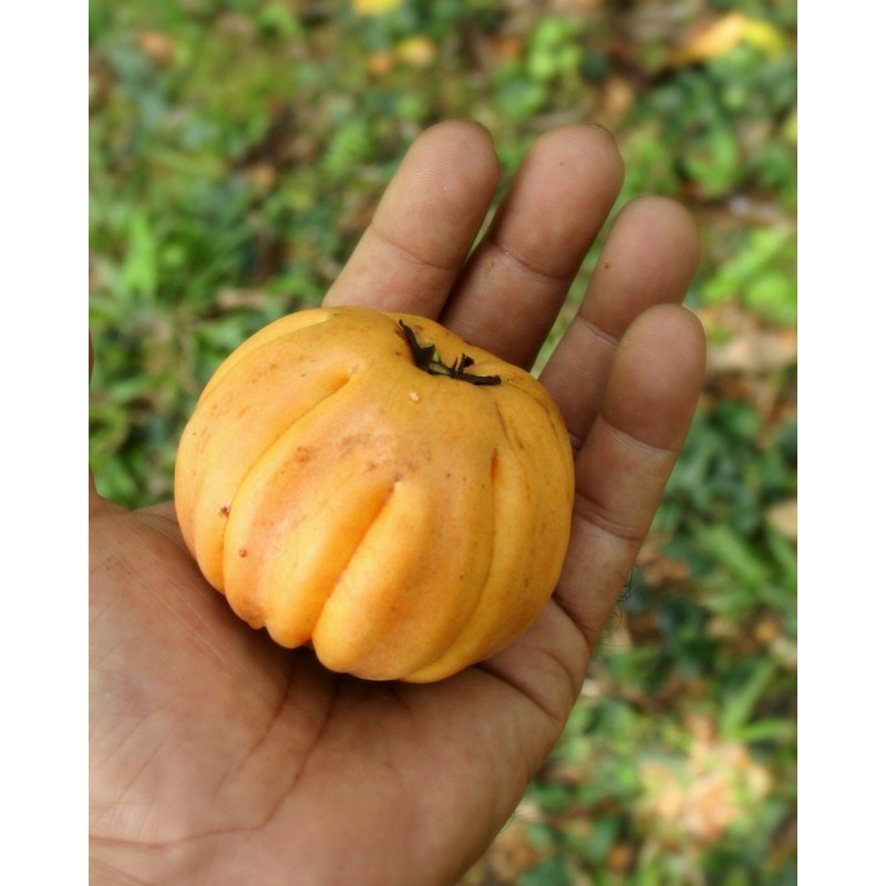 Price: €5.95 - Sementes Cowa mangostão, Kandis (Garcinia cowa) - 