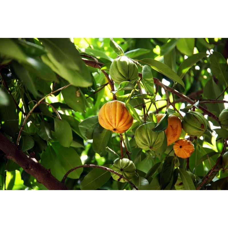 Price: €5.95 - Fröer Cowa Mangosteen, Kandis (Garcinia Cowa) - 
