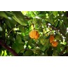 Price: €5.95 - Graines de Cowa Mangoustan, Kandis (Garcinia cowa) - 