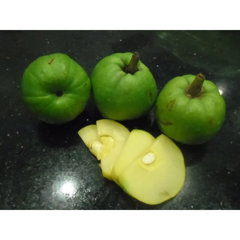 Price: €5.95 - Seme Cowa Mangosteen, Kandis (Garcinia cowa) - 