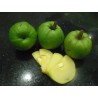 Price: €5.95 - Seme Cowa Mangosteen, Kandis (Garcinia cowa) - 