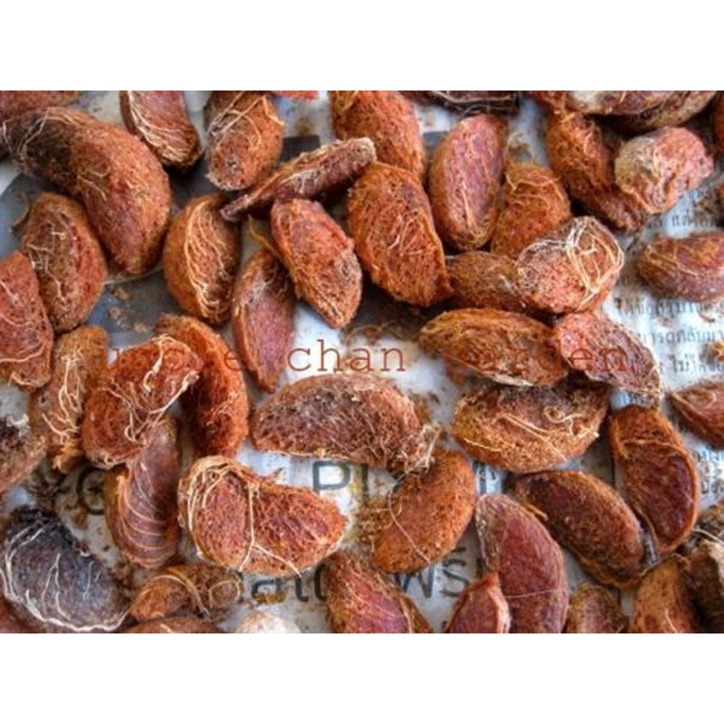 Price: €5.95 - Semillas de Cowa Mangostán, Kandis (Garcinia cowa) - 