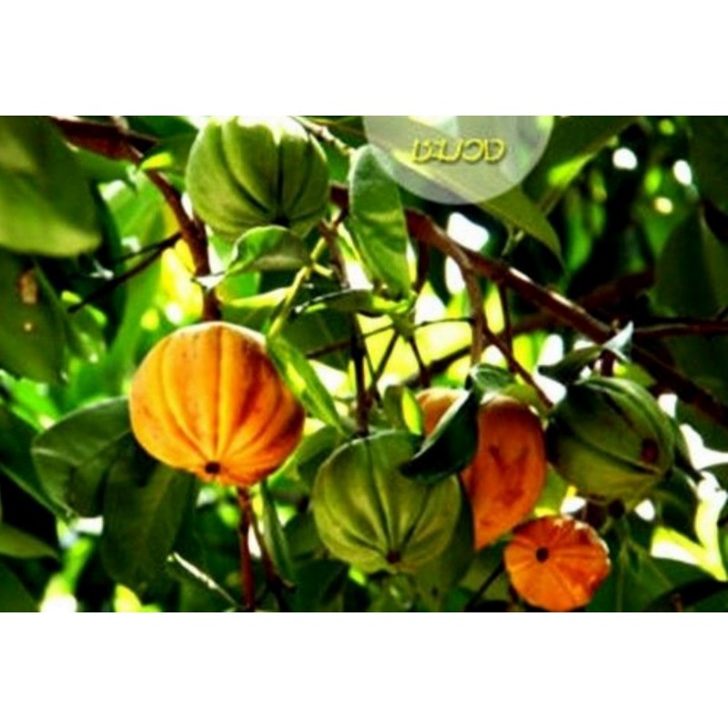Price: €5.95 - Fröer Cowa Mangosteen, Kandis (Garcinia Cowa) - 
