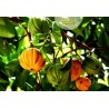 Price: €5.95 - Semi di Cowa mangostano, Kandis (Garcinia cowa) - 