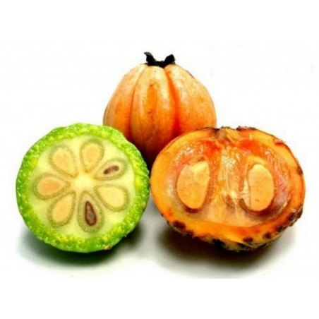 Price: €5.95 - Sementes Cowa mangostão, Kandis (Garcinia cowa) -