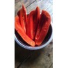 Rote Papaya-samen SELTEN (Carica papaya)